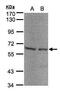 Seryl-TRNA Synthetase antibody, GTX102077, GeneTex, Western Blot image 