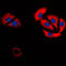 Carbonic anhydrase 6 antibody, LS-C351890, Lifespan Biosciences, Immunofluorescence image 