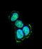 Mitogen-Activated Protein Kinase 8 Interacting Protein 1 antibody, LS-B12361, Lifespan Biosciences, Immunofluorescence image 