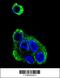 Alcohol Dehydrogenase 1B (Class I), Beta Polypeptide antibody, 62-438, ProSci, Immunofluorescence image 
