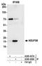 NADH dehydrogenase [ubiquinone] iron-sulfur protein 8, mitochondrial antibody, A305-437A, Bethyl Labs, Immunoprecipitation image 
