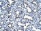 SUB1 Regulator Of Transcription antibody, 31-237, ProSci, Immunohistochemistry frozen image 