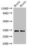 Putative neuropeptide Y receptor type 6 antibody, CSB-PA857447LA01HU, Cusabio, Western Blot image 