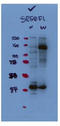Sterol Regulatory Element Binding Transcription Factor 1 antibody, TA343441, Origene, Western Blot image 
