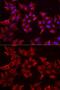 Pterin-4 Alpha-Carbinolamine Dehydratase 1 antibody, GTX54554, GeneTex, Immunofluorescence image 