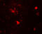 Double PHD Fingers 3 antibody, 7559, ProSci, Immunofluorescence image 