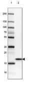 Heat Shock Protein Family B (Small) Member 6 antibody, NBP2-38739, Novus Biologicals, Western Blot image 