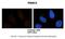 26S protease regulatory subunit 8 antibody, 28-816, ProSci, Immunohistochemistry frozen image 