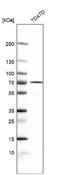 Inactive N-acetylated-alpha-linked acidic dipeptidase-like protein 2 antibody, NBP1-86475, Novus Biologicals, Western Blot image 