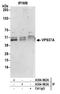 VPS37A Subunit Of ESCRT-I antibody, A304-962A, Bethyl Labs, Immunoprecipitation image 