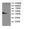 Dual Specificity Phosphatase 14 antibody, orb89702, Biorbyt, Western Blot image 