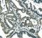 Musashi RNA Binding Protein 1 antibody, M05052-1, Boster Biological Technology, Immunohistochemistry frozen image 