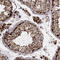 Elongation factor Tu, mitochondrial antibody, AMAb90965, Atlas Antibodies, Immunohistochemistry frozen image 