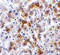 SCO Cytochrome C Oxidase Assembly Protein 2 antibody, 4045, ProSci, Immunohistochemistry frozen image 