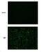 Japanese Encephalitis Virus NS2B  antibody, NBP2-42892, Novus Biologicals, Immunocytochemistry image 