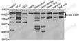 Galectin 3 Binding Protein antibody, A6929, ABclonal Technology, Western Blot image 