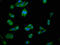 CKI antibody, LS-C669887, Lifespan Biosciences, Immunofluorescence image 