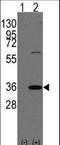 BAP antibody, LS-C100836, Lifespan Biosciences, Western Blot image 