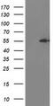 Integrin Alpha FG-GAP Repeat Containing 2 antibody, M17225-1, Boster Biological Technology, Western Blot image 