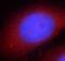 Receptor-interacting serine/threonine-protein kinase 1 antibody, FNab07313, FineTest, Immunofluorescence image 