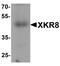 XK Related 8 antibody, PA5-72820, Invitrogen Antibodies, Western Blot image 
