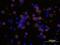 CD4 antibody, AF-379-NA, R&D Systems, Immunofluorescence image 