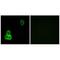 CELR1 antibody, A06056, Boster Biological Technology, Immunohistochemistry frozen image 