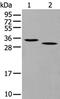 Granzyme D antibody, PA5-67564, Invitrogen Antibodies, Western Blot image 