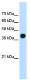 Squalene monooxygenase antibody, TA346342, Origene, Western Blot image 