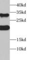 Sclerostin antibody, FNab08119, FineTest, Western Blot image 