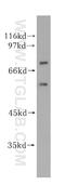 GC-Rich Promoter Binding Protein 1 Like 1 antibody, 17375-1-AP, Proteintech Group, Western Blot image 