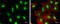 Cullin-4A antibody, GTX634164, GeneTex, Immunocytochemistry image 