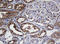 TAP Binding Protein Like antibody, LS-C174400, Lifespan Biosciences, Immunohistochemistry frozen image 