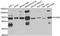 FIR antibody, A05744, Boster Biological Technology, Western Blot image 
