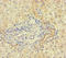 RIB43A Domain With Coiled-Coils 1 antibody, LS-C399771, Lifespan Biosciences, Immunohistochemistry paraffin image 