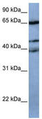 Zinc Finger Protein 681 antibody, TA339906, Origene, Western Blot image 