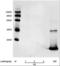 FGF1 antibody, orb376137, Biorbyt, Western Blot image 