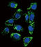 Probetacellulin antibody, 55-974, ProSci, Immunofluorescence image 