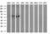 Cytochrome P450 Family 2 Subfamily A Member 6 antibody, M00947-1, Boster Biological Technology, Western Blot image 
