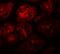 XK Related 8 antibody, A12134, Boster Biological Technology, Immunofluorescence image 