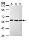 Heat shock 70 kDa protein 1A/1B antibody, orb74143, Biorbyt, Western Blot image 
