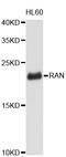 RAN, Member RAS Oncogene Family antibody, abx127029, Abbexa, Western Blot image 