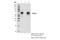IKAROS Family Zinc Finger 2 antibody, 36426S, Cell Signaling Technology, Immunoprecipitation image 