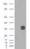 Low affinity immunoglobulin gamma Fc region receptor II antibody, orb19010, Biorbyt, Western Blot image 