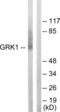 GRK1 antibody, LS-C117903, Lifespan Biosciences, Western Blot image 
