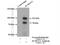 Zinc Finger CCCH-Type Containing, Antiviral 1 antibody, 16820-1-AP, Proteintech Group, Immunoprecipitation image 