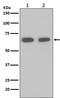 Heat Shock Protein Family A (Hsp70) Member 1A antibody, M00949, Boster Biological Technology, Western Blot image 