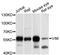 Vimentin antibody, A0326, ABclonal Technology, Western Blot image 