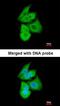 Phosphofructokinase, Liver Type antibody, orb73873, Biorbyt, Immunofluorescence image 