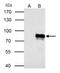 Yes Associated Protein 1 antibody, PA5-78321, Invitrogen Antibodies, Immunoprecipitation image 